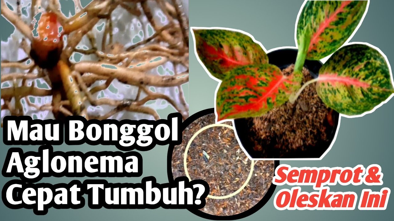 Featured image of post Bonggol Aglonema bonggol aglonema aglonema mama lemon aglonema termahal aglonema menanam aglaonema cara mengawinkan aglaonema aglonema aglaonema