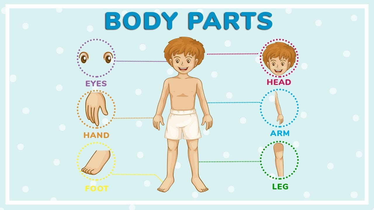 Back Human Body Parts Names