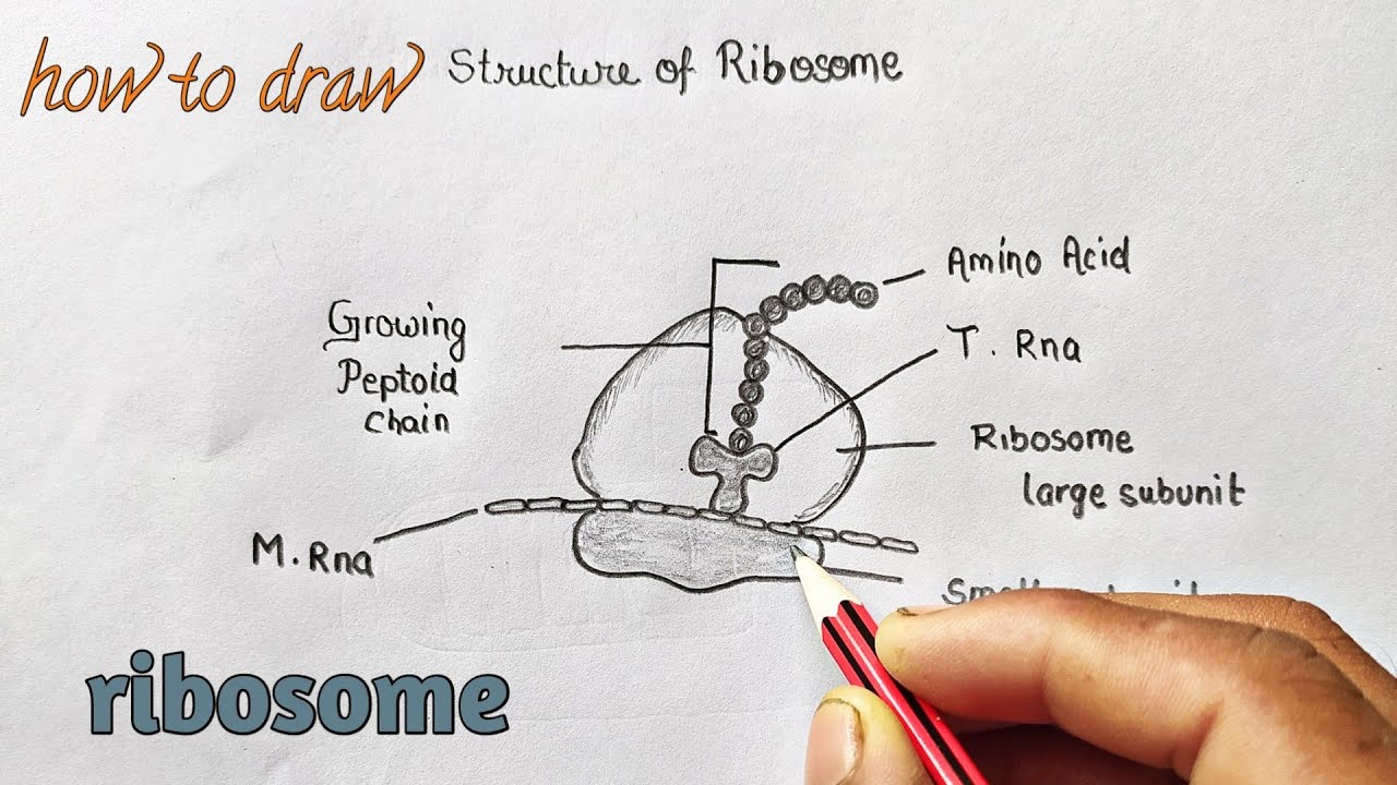 Labelled Diagram Of Ribosomes