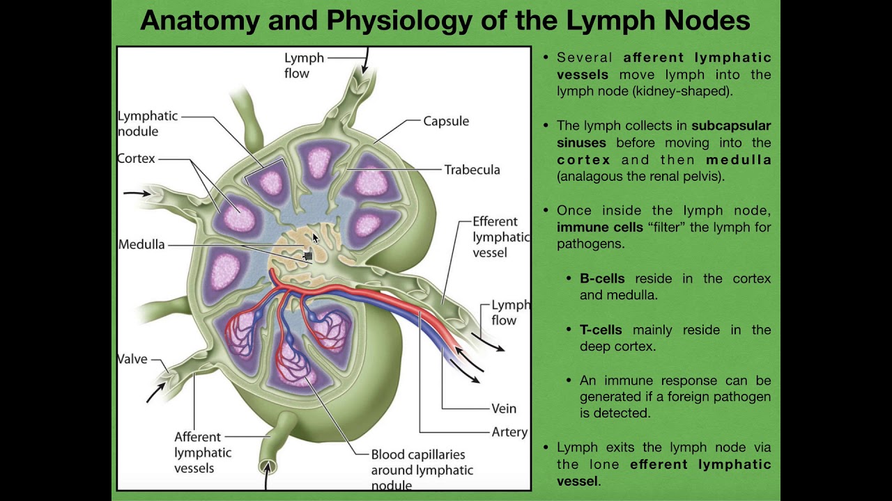 [DIAGRAM] Lymph Node Anatomy Diagram - MYDIAGRAM.ONLINE