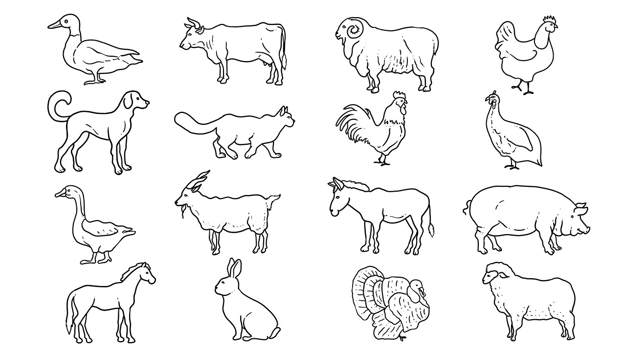 An Incredible Assortment of 999+ Animal Drawings in Full 4K ...