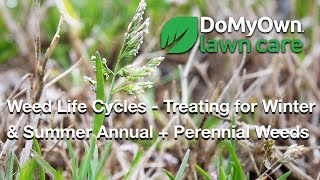 Weed Life Cycles - Treating for Winter Annuals, Summer Annuals & Perennial Weeds