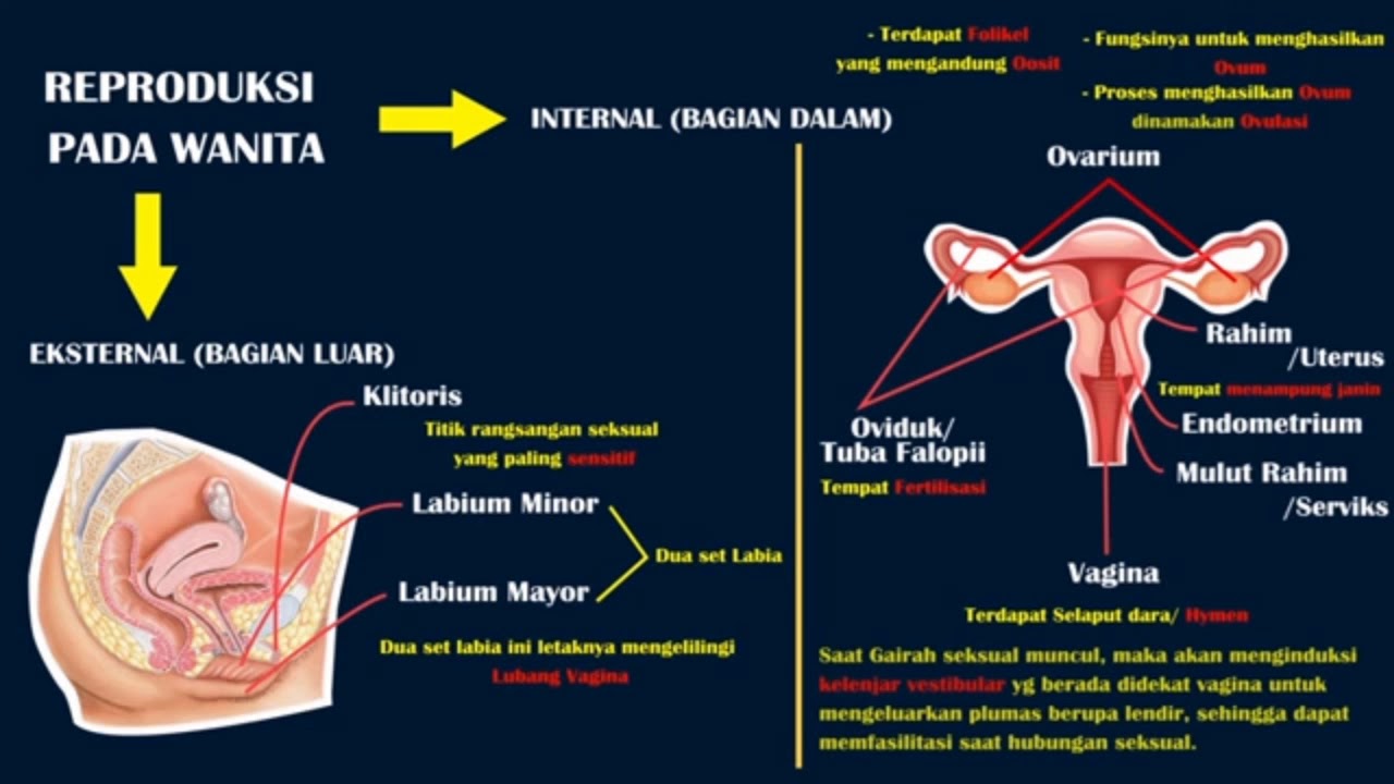 Sistem Reproduksi Wanita Dan Fungsinya - Homecare24