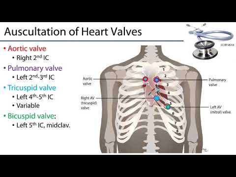 Heart Valves Diagram Auscultation