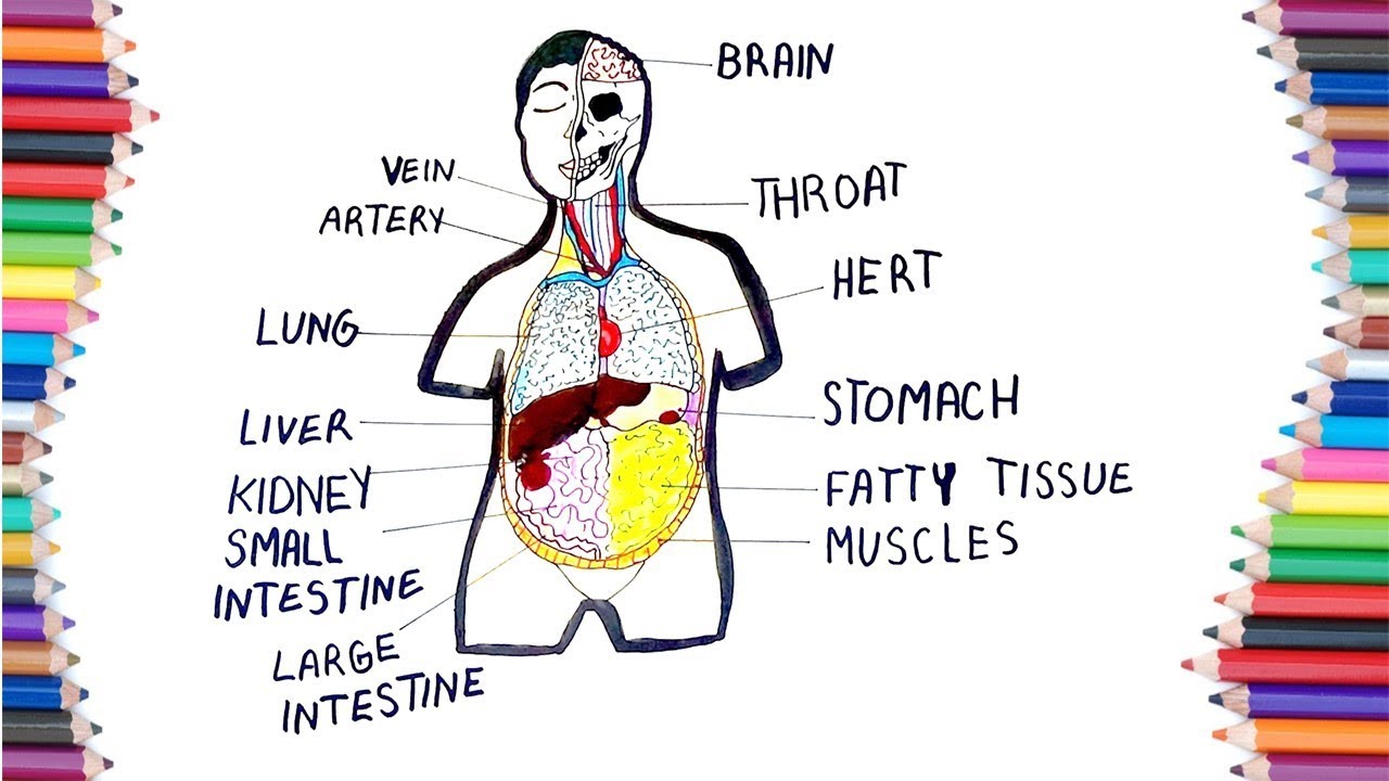 Diagram Body Parts Drawing How To Draw Parts Of Body Youtube Free | My ...
