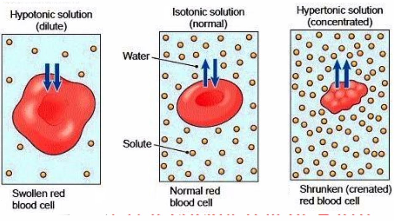 Isotonic Hypertonic Hypotonic Worksheet Math Workshee - vrogue.co