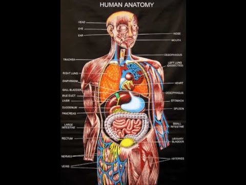 Human Anatomy