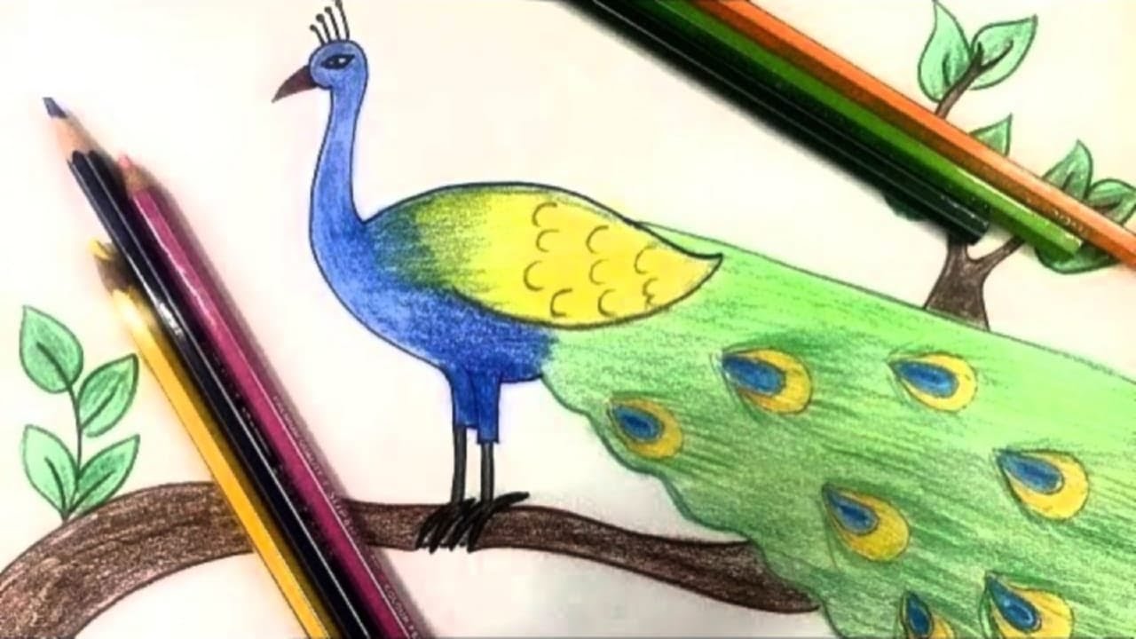 An Incredible Compilation of Over 999 Peacock Drawing Images with Color ...