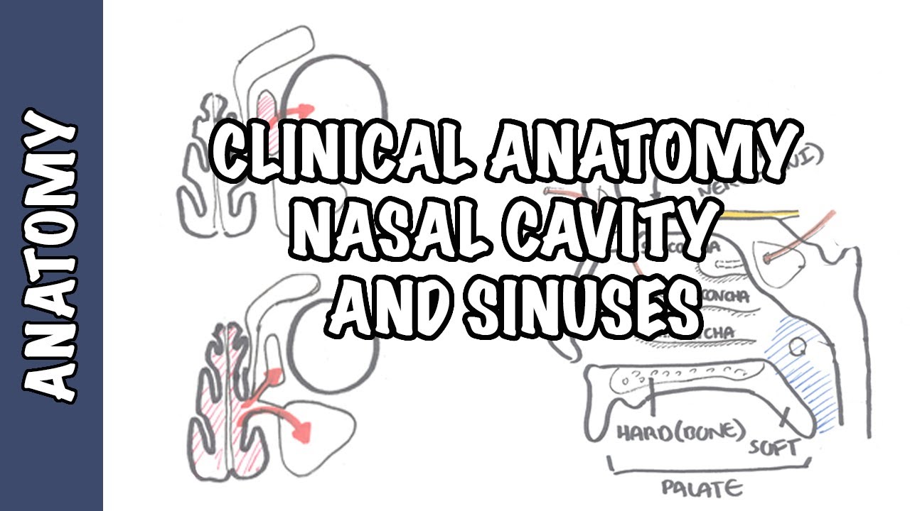 Clinical Anatomy - Nasal Cavity and Sinuses - Medical News Alley