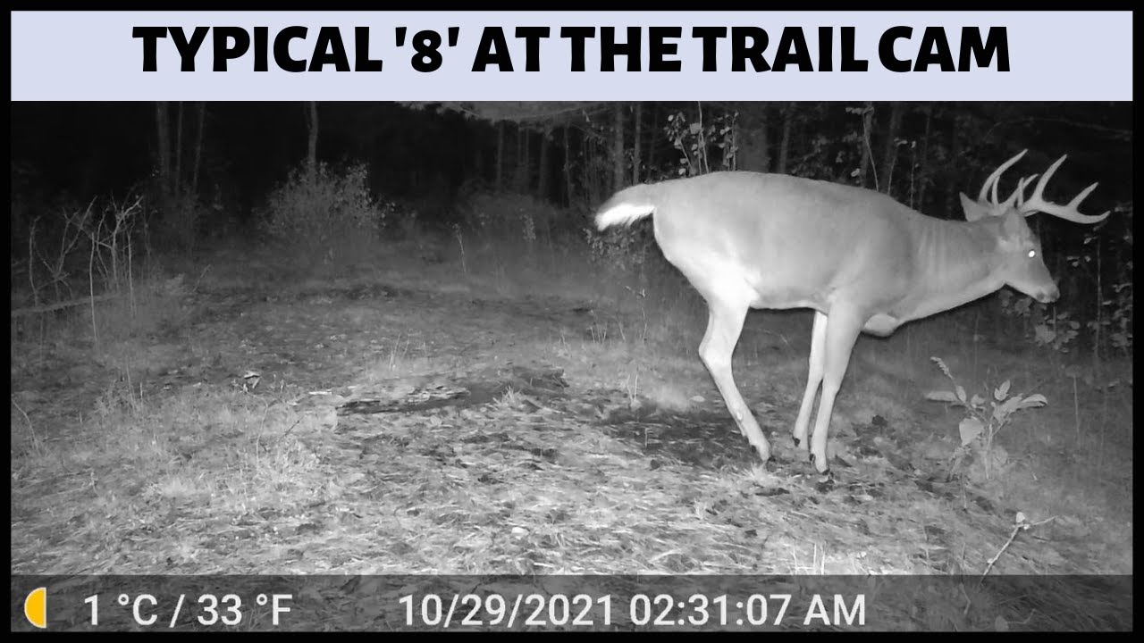 Typical Eight-Point Whitetail Deer Buck (Trail Cam Video) - Youtube