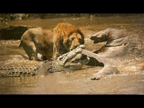 Crocs Of Katuma - National Geographic Documentary - YouTube