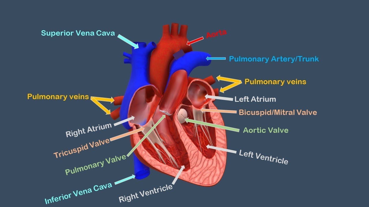 Heart Valves Diagram Labeled