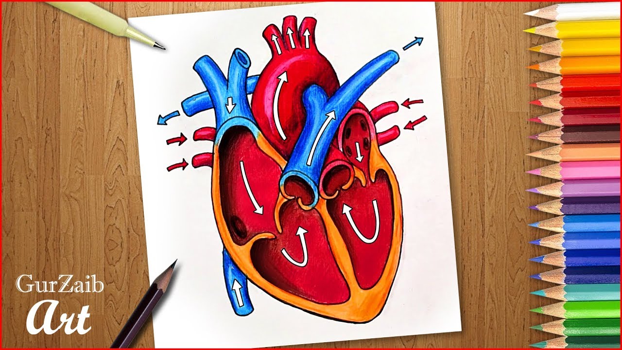 Human Heart Drawing Step By Step