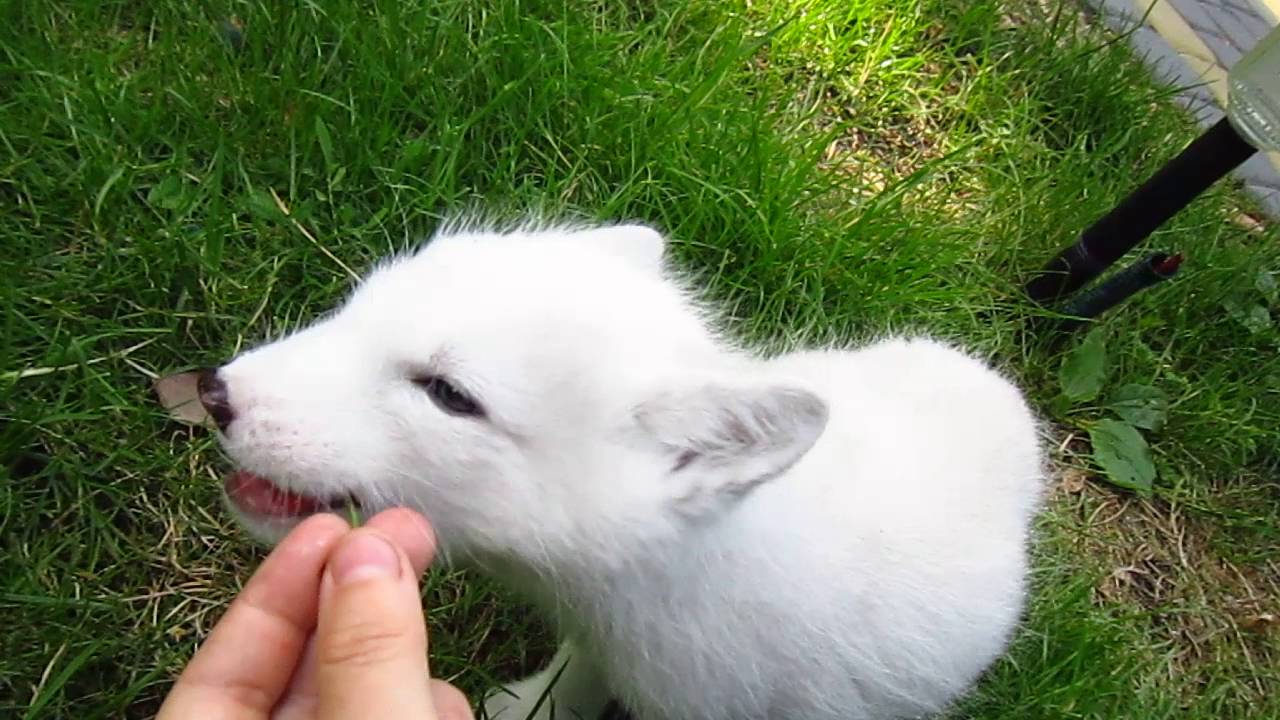 White Arctic Fox kit enjoying sweet cherries! - YouTube