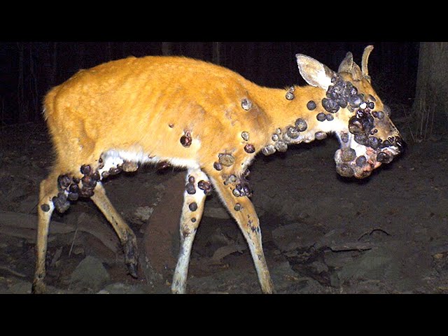 Weirdest Things Ever Caught On Trail Cams - Youtube