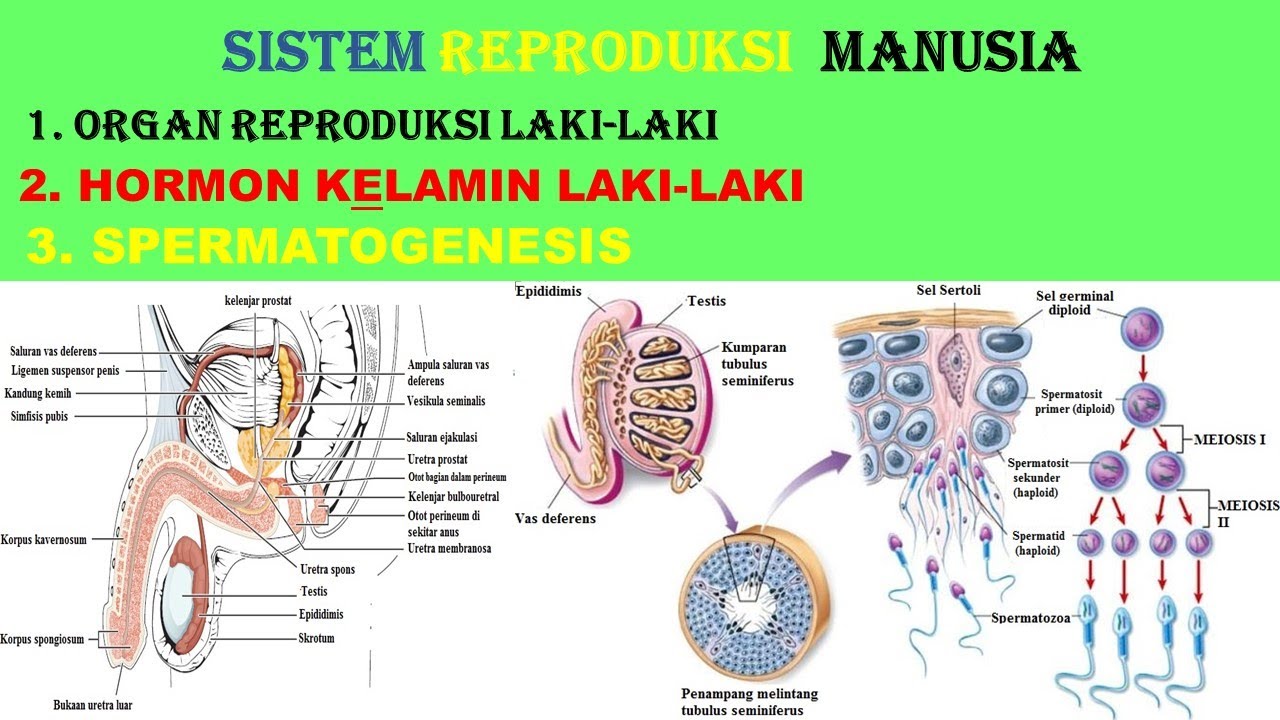 Sistem Reproduksi Pada Manusia Youtube - Riset