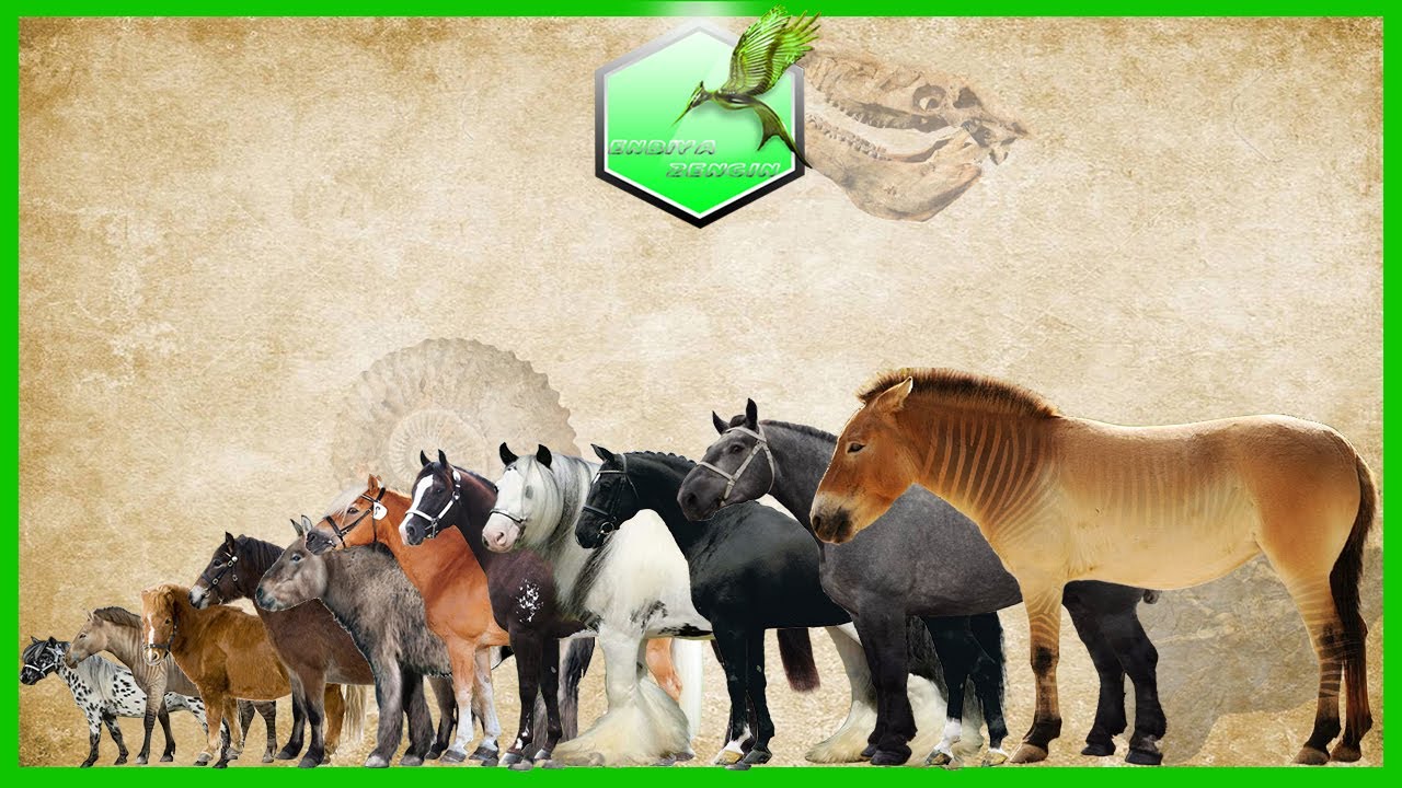 Horse Breed Size Comparison Chart