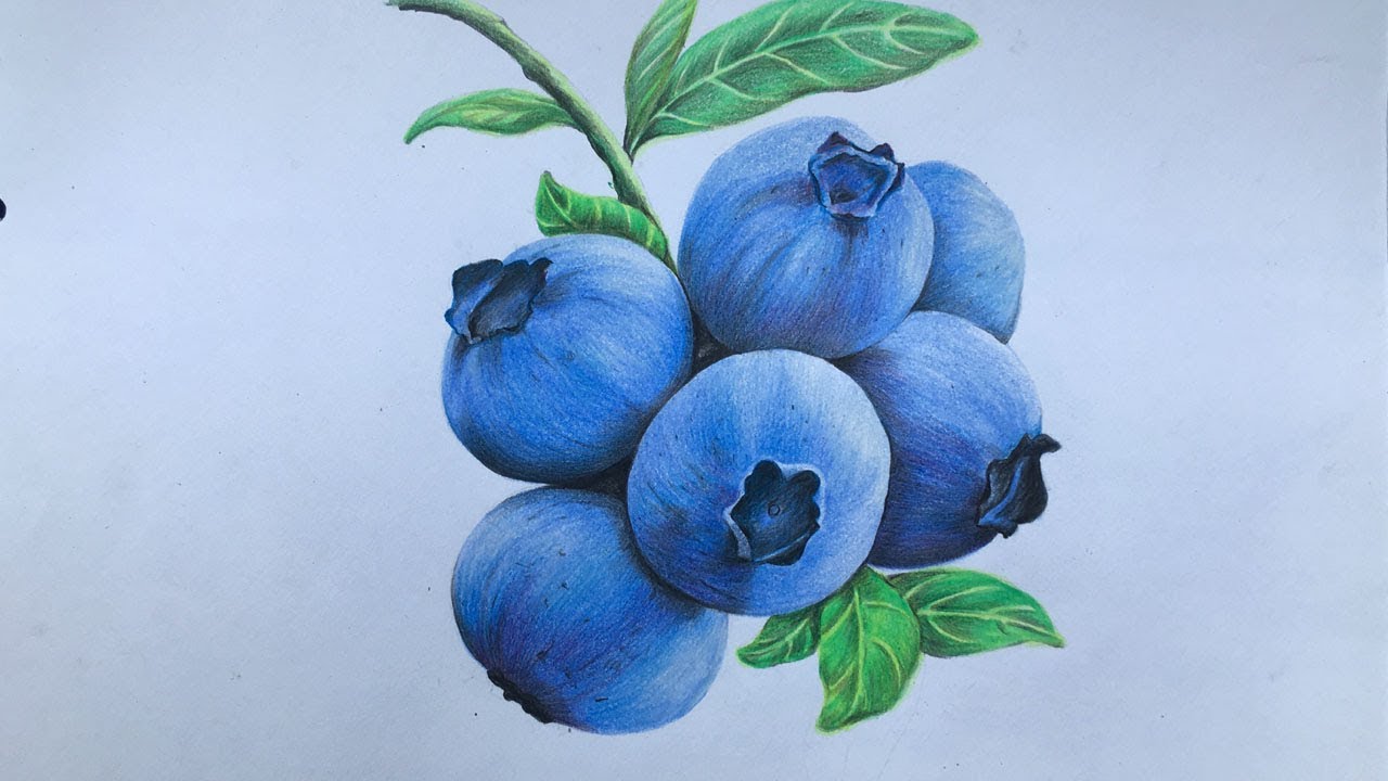 Blueberries Drawing