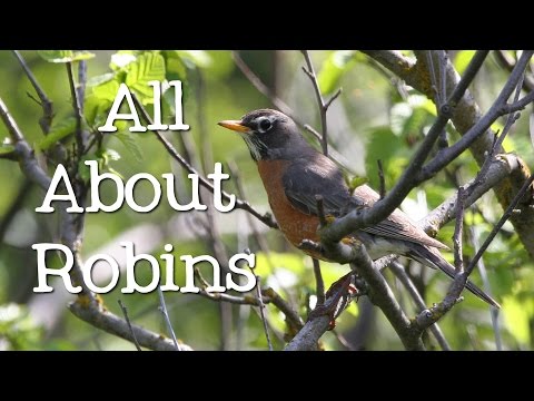 all-about-robins:-backyard-bird-series---freeschool