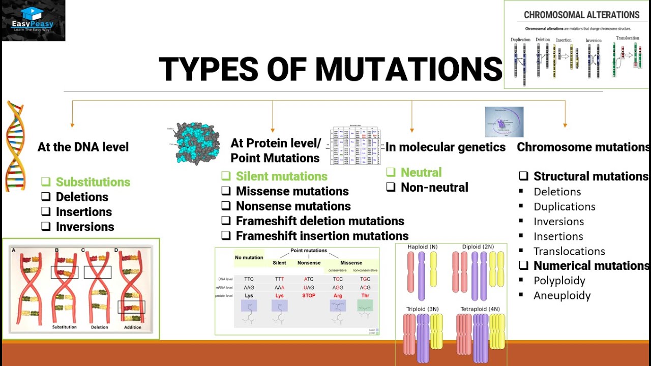 Genetic Mutation Types