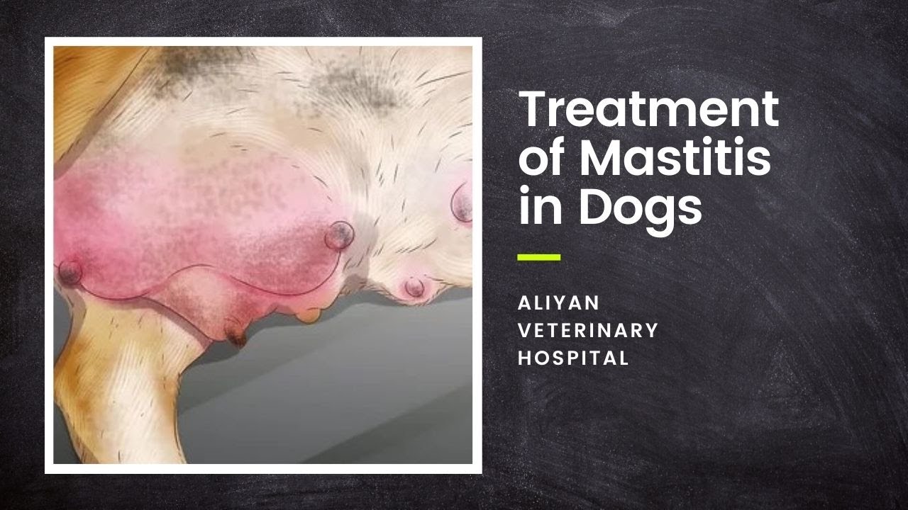 How Do You Treat Mastitis In Dogs At Home