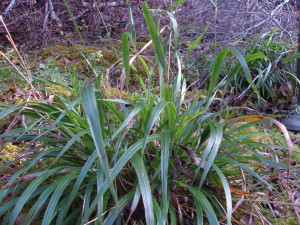 Sedge, unidentified, October 2012