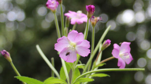 Flowers, Great Willowherb, August 2013