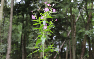 Flowers, Great Willowherb, August 2013