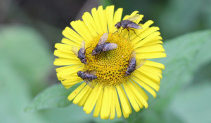 Flowers Fleabane, September 2013