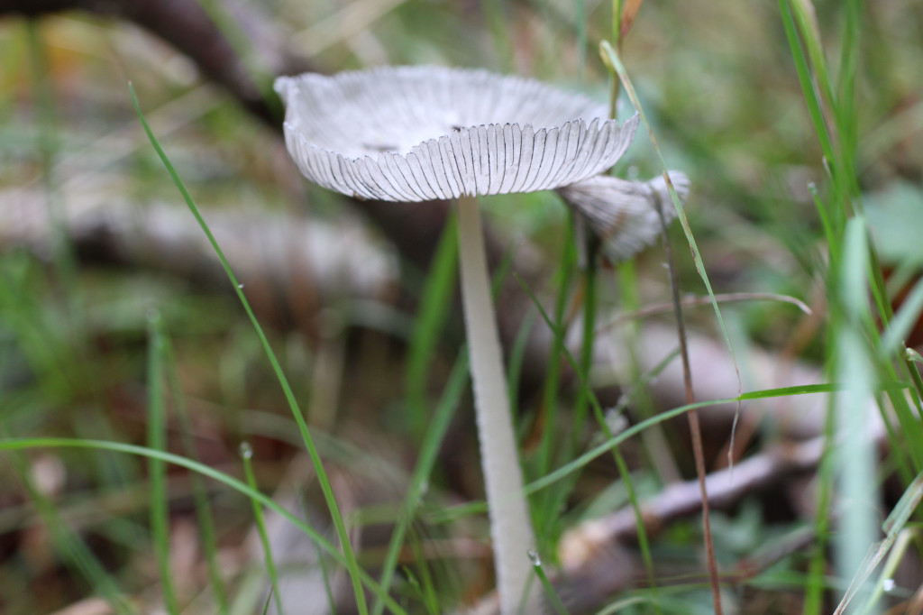Fungi, unidentified, October 2013