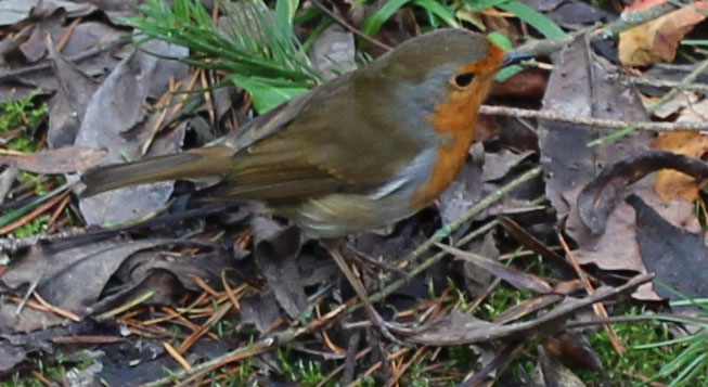 Bird, Robin, December 2013