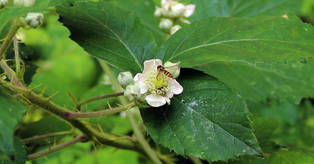 Flowers, insect, Bramble, Hover Fly, June 2014