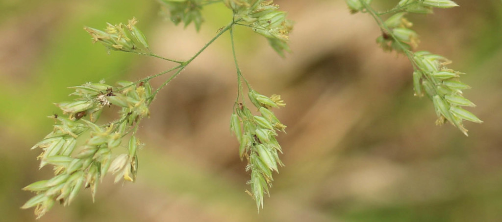 Grasses, unidentified, June 2014