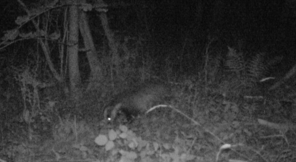 Fauna, Badger, September 2014