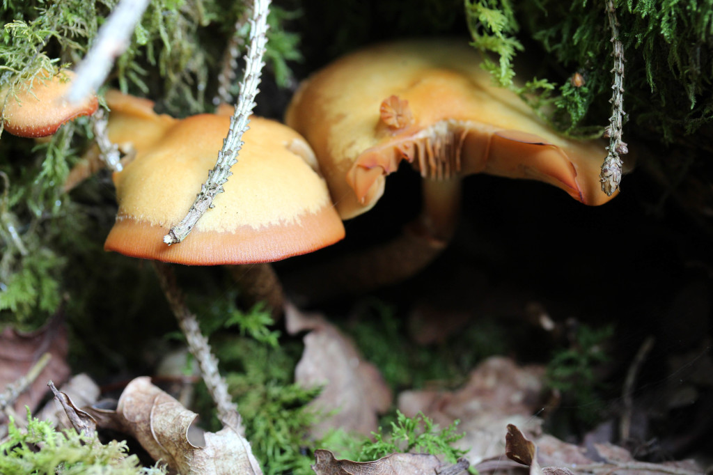 Fungi, Sheathed Woodtuft, provisional identification, September 2014