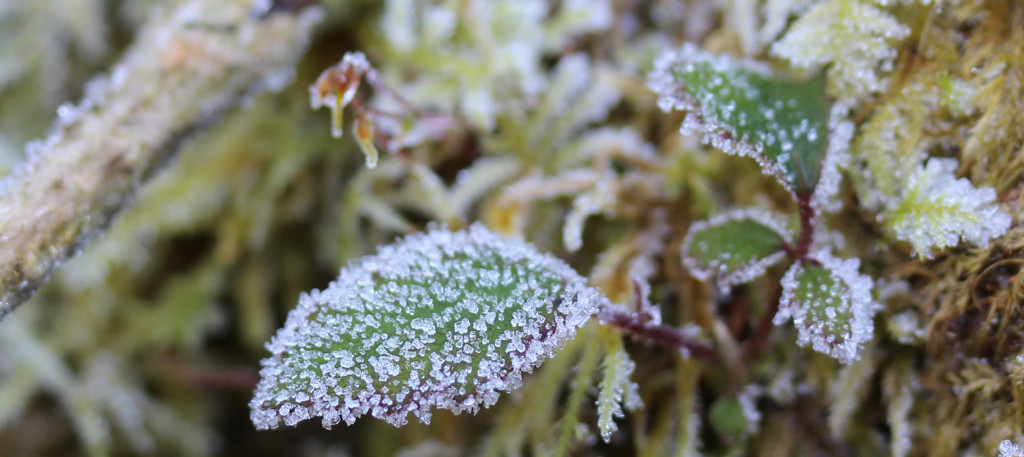 Flowers, Herb Robert, January 2015