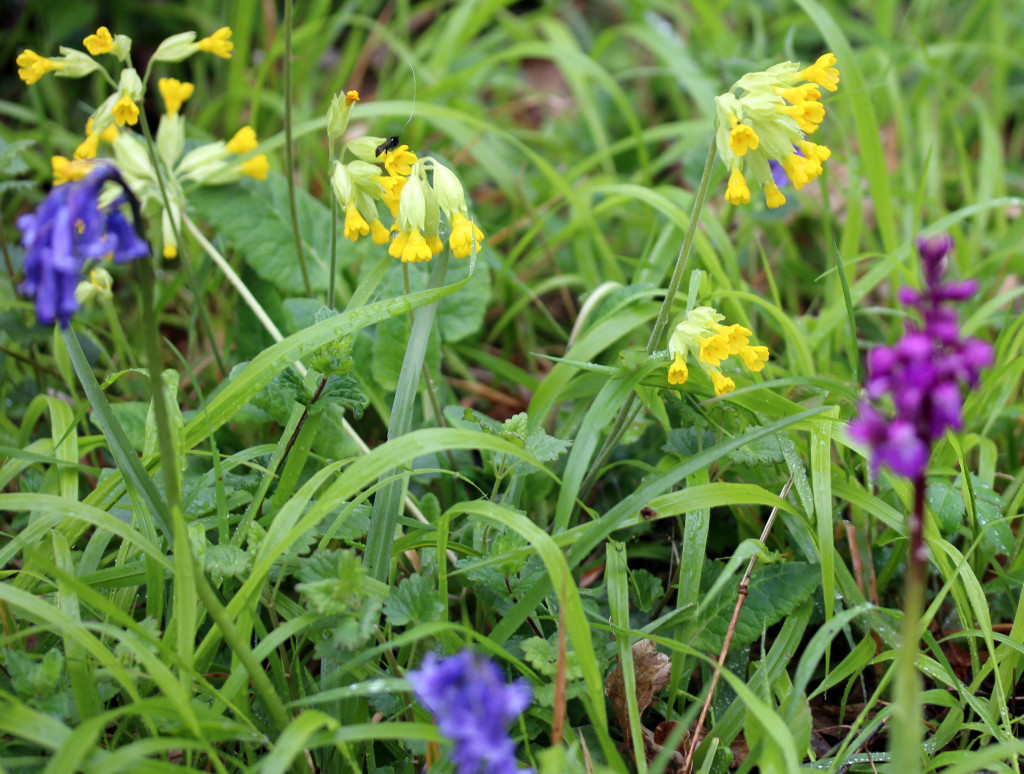 Flowers, Cowslips, Bluebells, Early Purple Orchid, April 2015