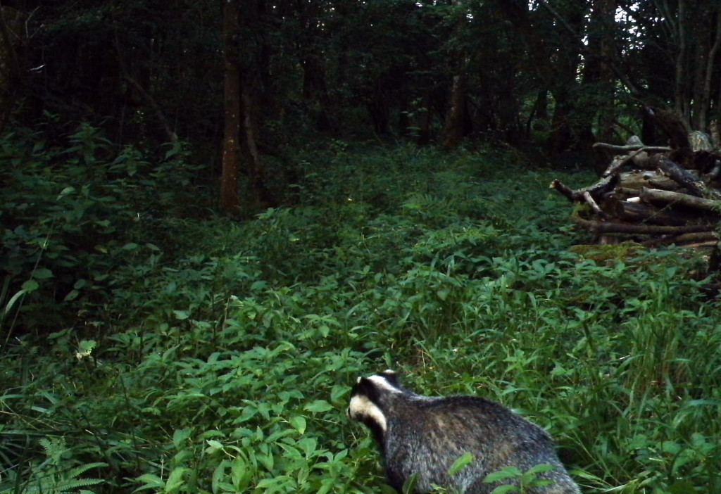 Fauna, Badger, June 2015