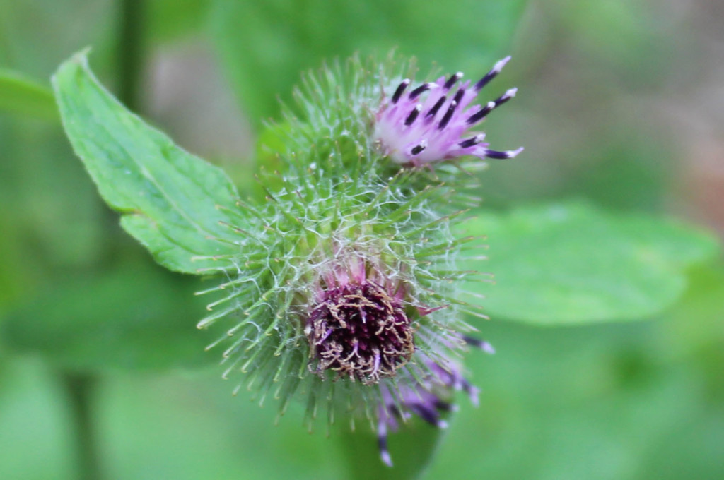 Flowers, Wood Burdock, provisional identification, August 2015