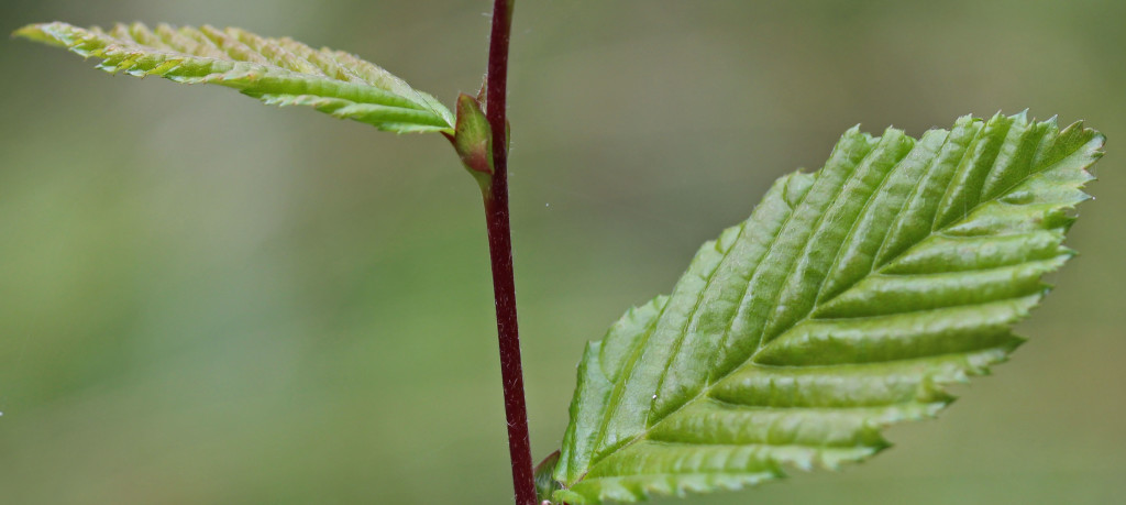 Trees, Hornbeam, September 2015
