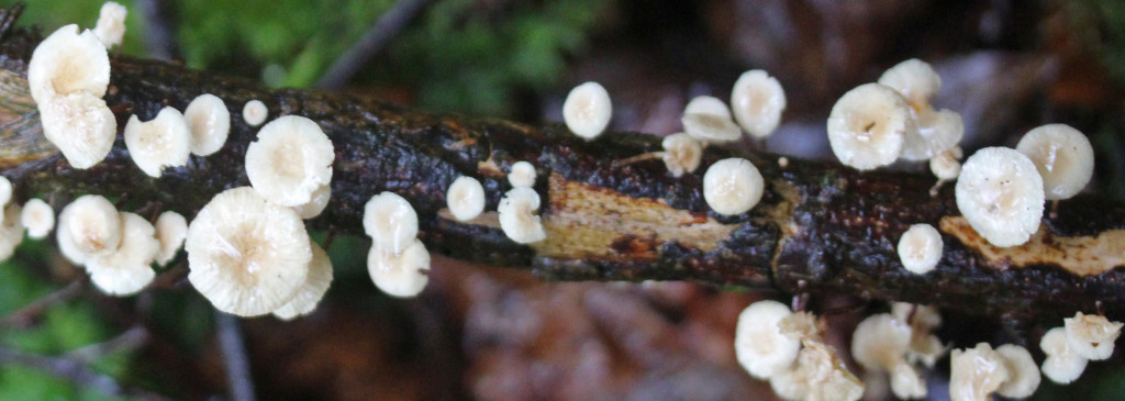 Fungi, Twig Parachute, provisional identification, October 2015
