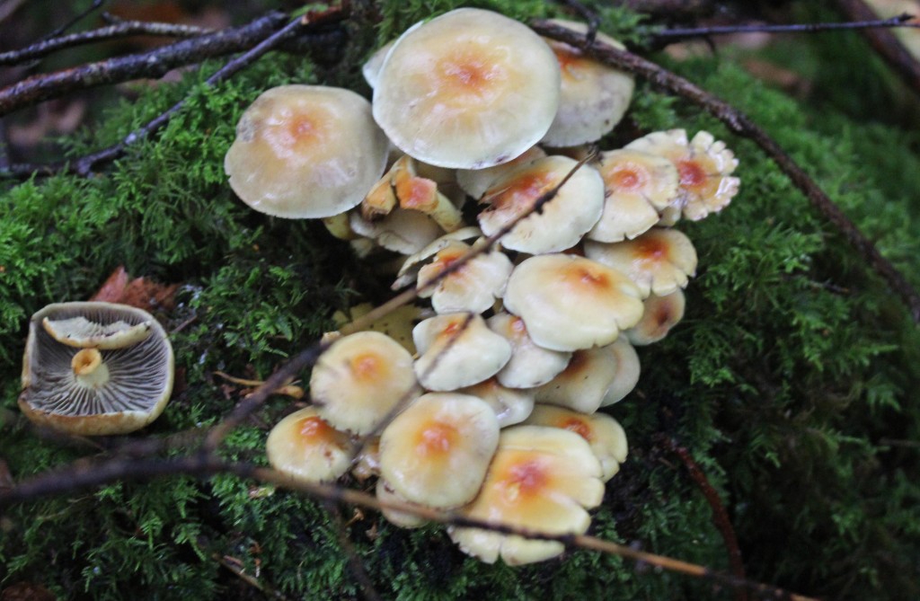 Fungi, Sulphur Tuft, provisional identification, October 2015