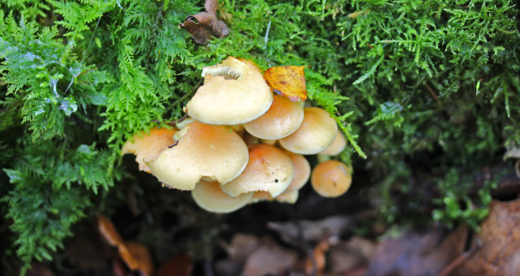 Fungi, Sulphur Tuft, provisional identification, November 2015