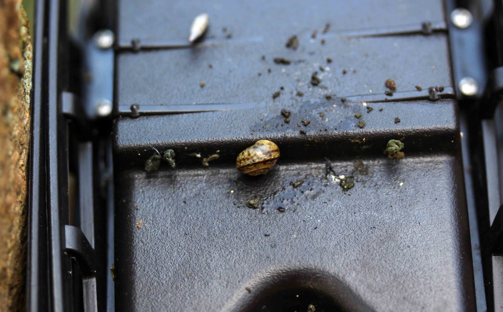 Snails, unidentified, December 2015