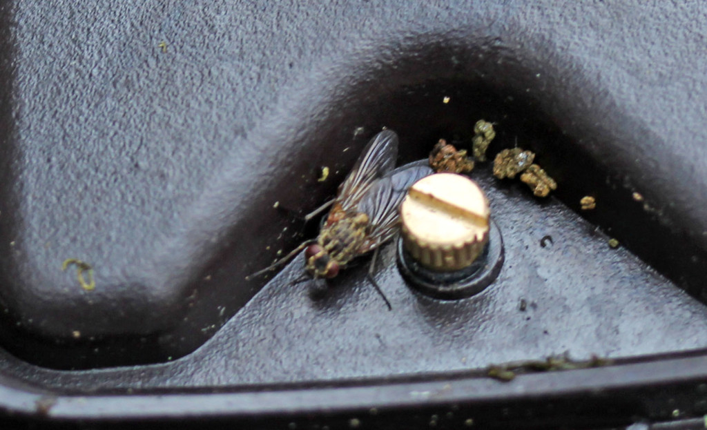 Insect, Fly, Haematobosca stimulans, January 2016