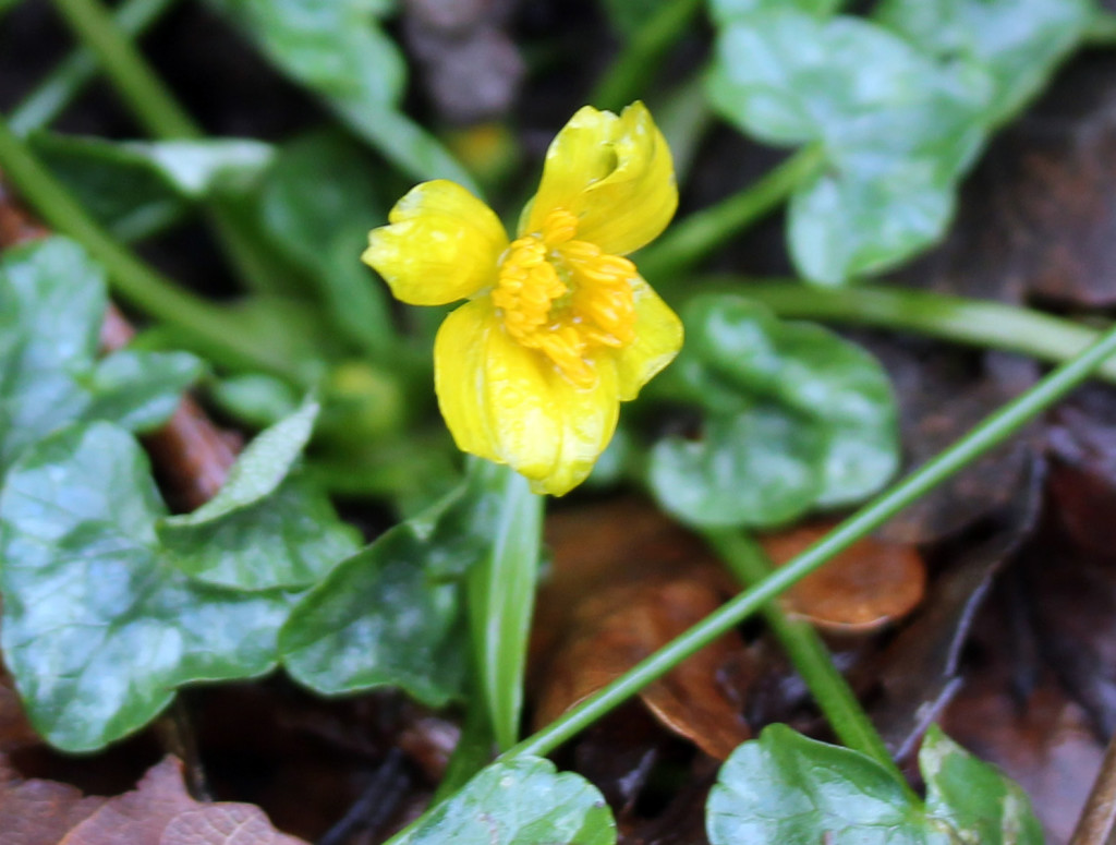 Flowers, Lesser Celandine, January 2016