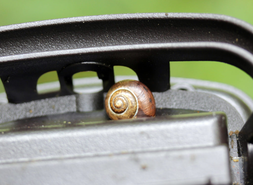 Snail, unidentified, July 2016