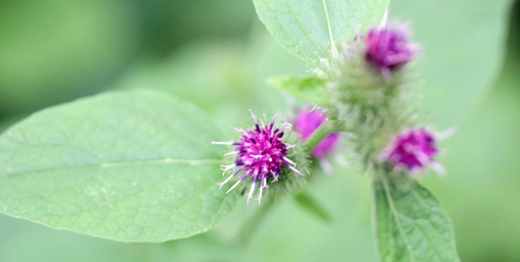 Plants, Burdock, August 2016