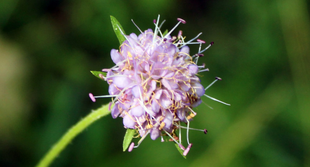Plants, Devil's-bit Scabious, August 2016