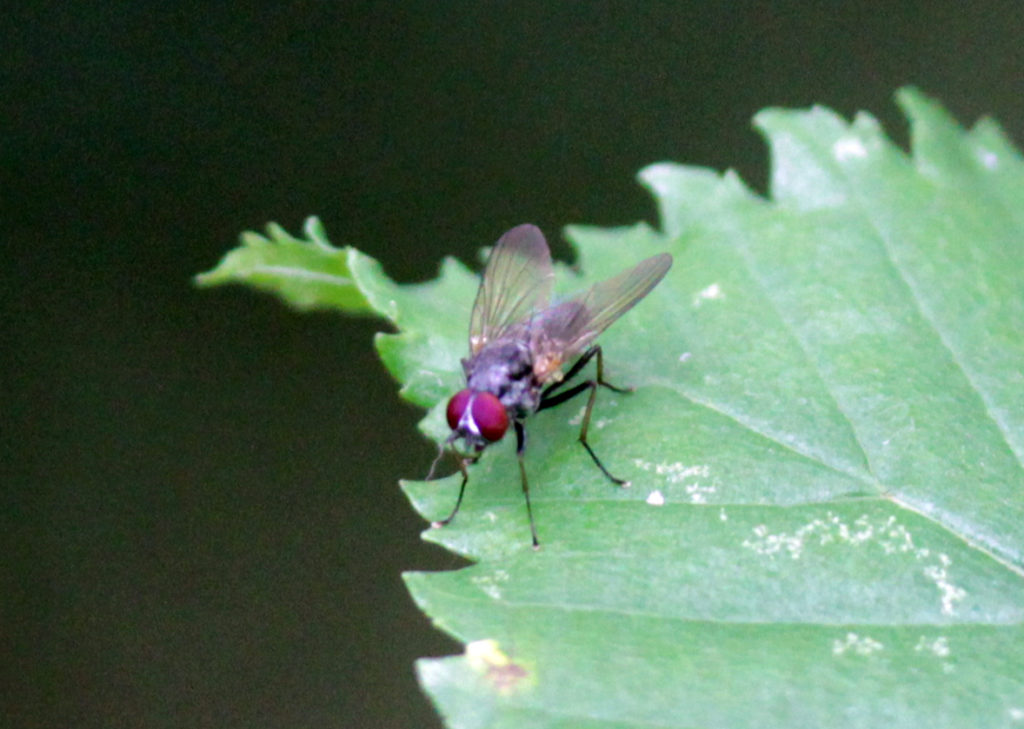 Insect, fly, unidentified, September 2016